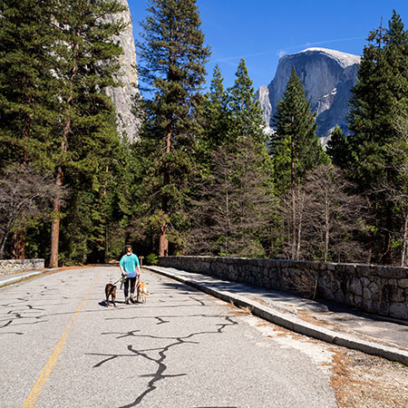 Two leashed dogs with Half Dome visible in Yosemite Valley