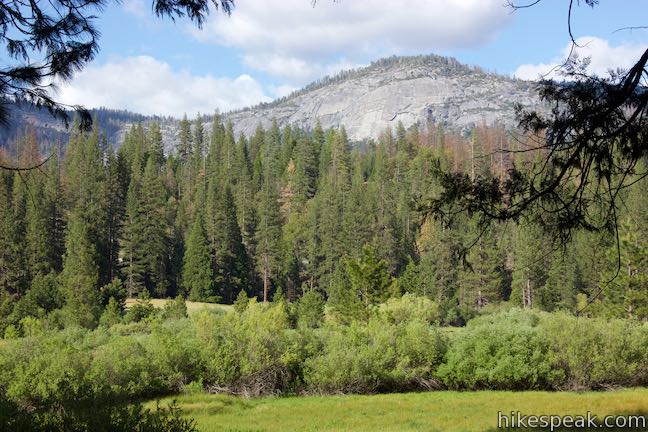 Forested path on the Wawona Meadow Loop in Yosemite